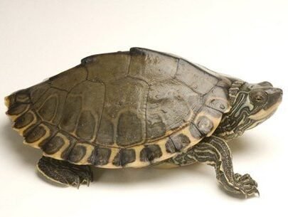 Yearling Pearl River Map Turtle