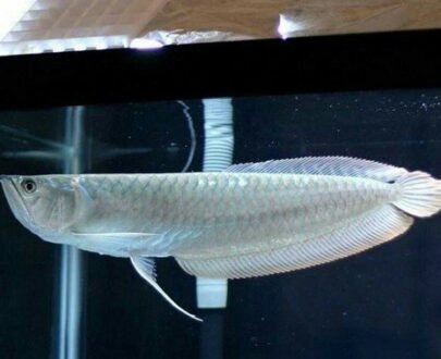 Silver Arowana