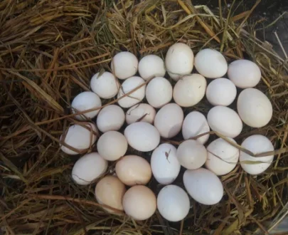 Rat Graves Leiper Gamefowl Hatching Eggs