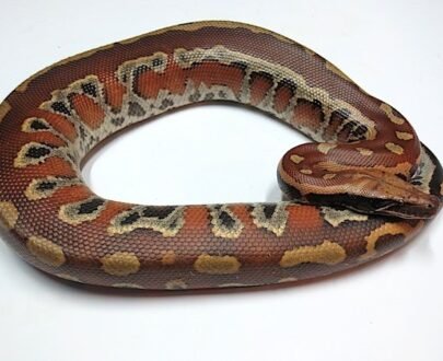 Sumatran Blood Python