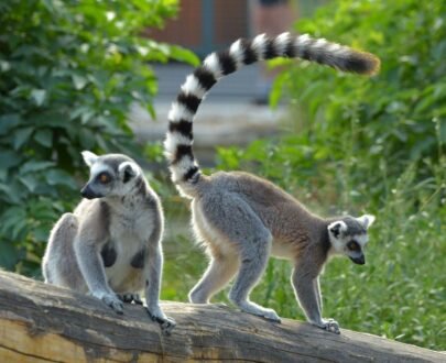 Buy Ring-tailed lemur Monkey