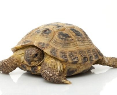 Russian Tortoise For Sale