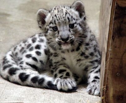 Snow Leopard Cubs for sale