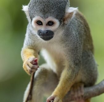 Buy Squirrel Monkey