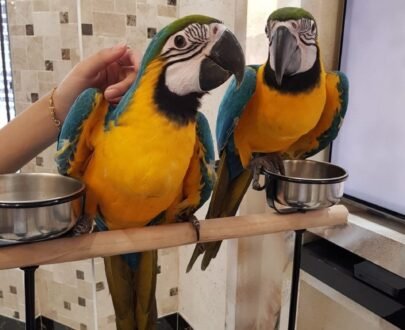 Blue and gold Macaw for sale