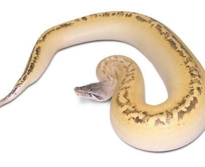 Yearling Ivory Blood Python