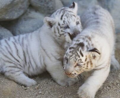 White Tiger Cubs For Sale