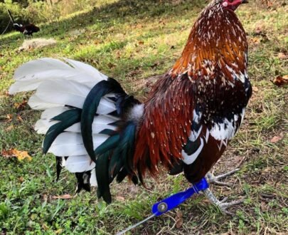 Morgan Whitehackle Gamefowl