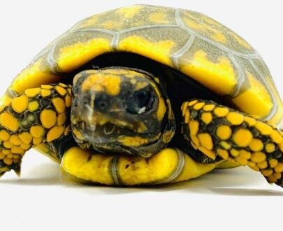 Baby Yellowfoot Tortoise